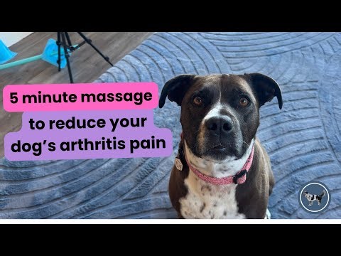 5 minute dog massage for arthritis pain | Senior dog massage | Help your old dog's pain & relaxation