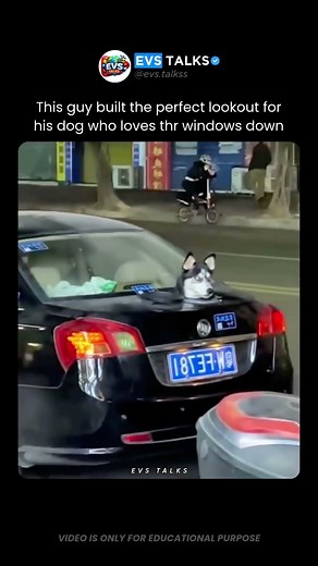 This Guy Built the PERFECT Lookout for His Dog 😂🐶🚗