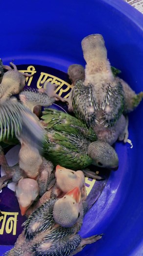 Ring Naked Parrot Available at Lucky Aquarium & Pet Shop | Order Now!