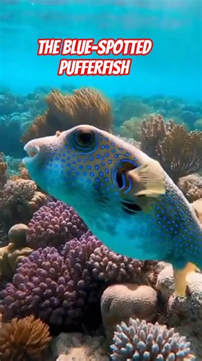 The Blue-Spotted PUFFERFISH:Ocean's Toxic Balloon! 🔵🐡 #shorts #ocean #exotic #fish #aquarium