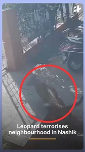 A frightening incident from Nashik has sparked major concern after two leopards were spotted roaming through busy residential areas. CCTV footage shared by a local shows one leopard stepping out of a house. The clip looks normal at first, until family members suddenly sprint out, followed moments later by the leopard chasing behind them. Rescue teams rushed in after the leopards injured at least nine people in Mahatma Nagar and nearby localities. Several residents sustained deep cuts on their ba