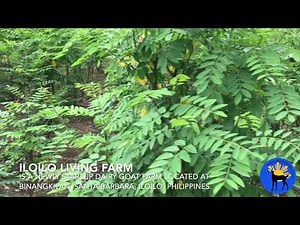 Indigofera Zollingeriana Landscape Plantation at Iloilo Living Farm