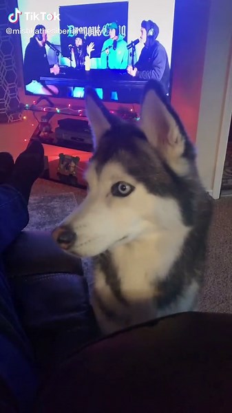 Mishka was not a fan😂 #fyp #husky #CozyAtHome