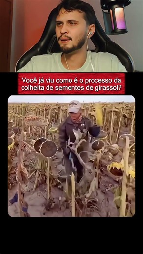 Colheita de girassol é INCRÍVEL de ver 🌻😱 #girassol #curiosidade #viral
