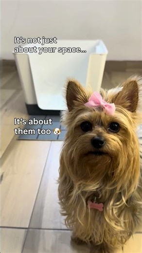 The best setup for indoor potty training 🐶✨