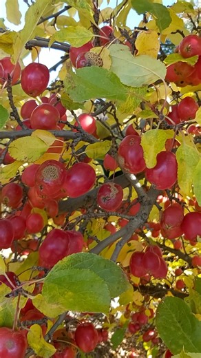 Crab apples