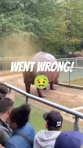Zoo Visitors Shocked! 😱 Angry Hippo Throws Poop at Crowd! 🦛💩 Zoo Madness! Viral Zoo Fail #Shorts