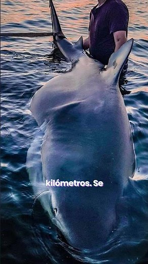 🦈 El tiburón toro, el más peligroso que nada en ríos 😱 #curiosidades