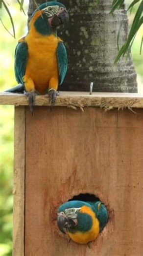 Blue-throated Macaw. #BlueThroatedMacaw 🦜 #AraGlaucogularis #MacawParrot #EndangeredParrot #BolivianMacaw #RareMacaw #WildlifePhotography #ExoticBirds #SaveTheMacaws #BeautifulParrots | Nihal Bird's Canvass