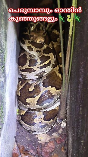 New people in the snake's drum🐍| Garden lizard hatchlings #urbansnakelife #sarpa #reptiles