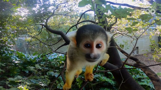 282 reactions · 21 shares | Can you tell the difference between a monkey and an ape? One of the key distinguishing features is that almost all monkeys have tails, while apes do not. There are other features that help to tell them apart – including the time they commit to raising their young. Watch as primate keeper Laura explains what species we have at the Zoo and what to look out for on your next visit. Extra points if you know what a prosimian is! | Auckland Zoo | Facebook