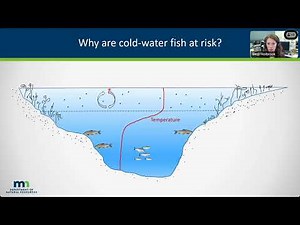 134 Ciscos Minnesota lakes' keystone fish species