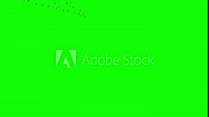 A flock of wild geese flying into the distance, migrating wild geese in line. 3D rendering animation with green background. Used for synthesis into natural scene