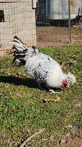 65 reactions · 6 comments | That hair  | Chicken Scratch Poultry | Facebook