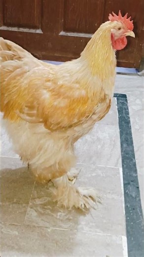 Royal Walk of My Golden Buff Rooster #birds #fancyhens