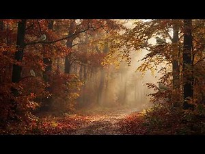 🍂 1 Hour of Autumn Song Birds - Red-eyed Vireo Birdsongs for Calm & Focus