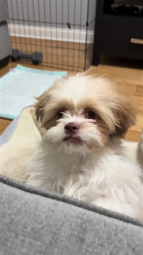 She needed a fresh fur start🥹😭 #puppy #puppyhaircut #cutepuppy #humor #fyp