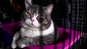 Cats seized in drug raid auctioned to feline fanatic