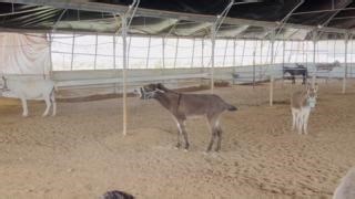 4.4K views · 403 reactions | 﫤 This is how many of us feel when it is nearly our turn to get our teeth checked by the dentist ......... NOOOOOoooo | Safe Haven for Donkeys | Facebook