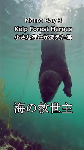 ラッコが消えると何が起きるのか？海の生態系の秘密 | モロベイ③ | アメリカ人文学*の旅