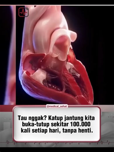 Pernah kepikiran nggak? Katup jantung kita buka–tutup sekitar 100.000 kali setiap hari. Bukan angka sensasional, tapi hasil hitungan fisiologi dasar dari detak jantung manusia. Secara normal, jantung berdetak sekitar 60–100 kali per menit. Kalau diambil rata-rata 70–80 kali per menit, lalu dikalikan 60 menit dan 24 jam, hasilnya mendekati 100.000 kali sehari. Setiap detak itu, katup jantung ikut bergerak untuk mengatur aliran darah supaya tidak mengalir balik. Jadi angka sebesar ini memang masuk