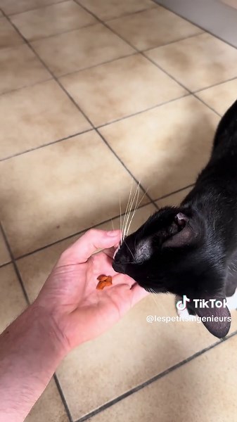 Intelligence Test for Cats: Fun Challenge for Your Pet