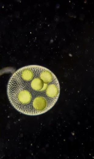 Volvox under microscope #science