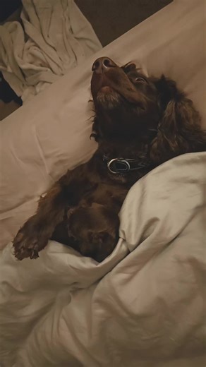 hes my baby boy always #pooch #dog #baby #mine