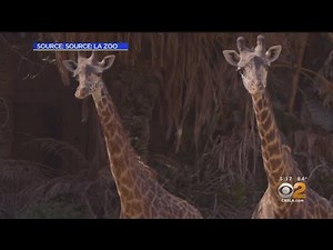 Los Angeles Zoo Unveils 5-Year Plan To Further Conservation Efforts