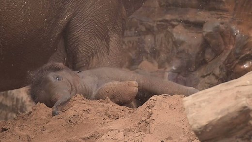 158K views · 1.6K shares | Elephant calf Nandita having fun in the sun! What more could you possibly want on World Elephant Day?! | Chester Zoo | Facebook