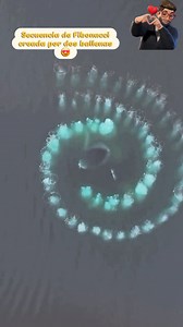 ¿Has visto alguna vez a dos ballenas “dibujar” matemáticas en el mar? 🌀🐋 💫Lo que estás mirando no es solo hermoso: es pura Física, Biología… ¡y un guiño directo a la secuencia de Fibonacci! 🐋🐋Cuando dos ballenas jorobadas soplan burbujas en espiral para cazar, crean un "bubble net", una red perfecta para encerrar peces. Pero aquí pasa algo aún más sorprendente, las burbujas crecen siguiendo proporciones que se acercan a Fibonacci, la misma secuencia que aparece en huracanes, galaxias y en l