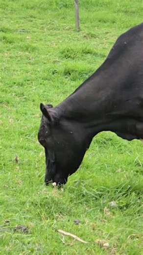 Learn how to calculate how many cows your paddock can feed in one day. All you need is a one-square-meter frame, a scale, and a few minutes. Cut the grass inside the frame, weigh it, multiply by the total area, and divide by the daily intake per cow (20% of its body weight). Practical example for a 1,000 m² field with 1.2 kg/m² average yield. #livestock #forage #sampling #cattle #pasturemanagement | MY OWN Garden