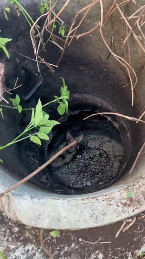 I couldn’t stop myself from crying when I saw him like that. #pet #xuhuong #fyp #trending #dog part1 | Global Paw Rescue