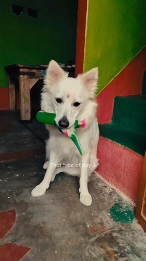 Dil Lagana Mana Tha | Krish Mondal | Kishore Mondal | Misty | love #misty #dog #shortsviral