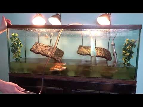 Turtle Tank Cleaning - How I Clean My Turtle Tank