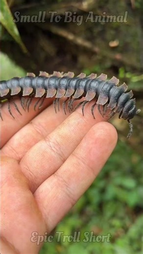 Small To Big Animal Transformation 💀