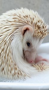 Gentle bubbles, soft brushes, and one squeaky clean hedgehog! 🧼 So wholesome! 💗 #hedgehogbath #cutepetvideo #hedgehoglife | The Daily Hedgehog Show