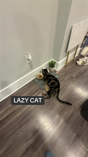 Lazy cat