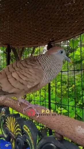Zebra Dove Call – Relaxing Bird Sounds 15 | #birds #birdsounds #birdsoundscape #birdsong #animals