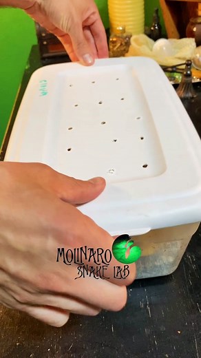 Amazing Clown Pied Ball Python Genetics Revealed