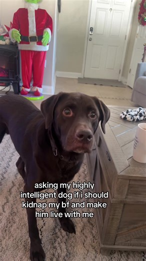 meadow (@lana.del.reys.big.toe)’s video of dogs