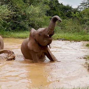 299K views · 10K reactions | Larro is having a splash-tastic time...