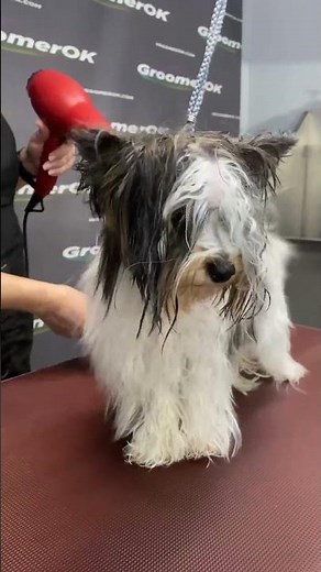 Biewer Yorkie Makeover: Adorable Transformation! 🐾✨