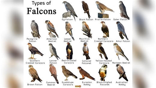 Different Species of Falcons: Identification Guide and Key Facts