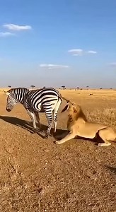 Consequences of a lion attacking a zebra #lion #zebra #animalworld #animalsbecomingspiritual #animals world battle | wildlife park