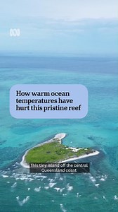 18K views · 394 reactions | One Tree Island is 100km off central Queensland and is only accessible for research and education purposes. Its remoteness means it's optimal for researching coral bleaching - it's estimated more than 50 per cent of coral died here last summer.  Read the full story by Scout Wallen and Jasmine Hines via the link in our bio or download the ABC NEWS app. #ABCNews #Queensland #CoralBleaching #GBR #Reef | ABC Brisbane | Facebook