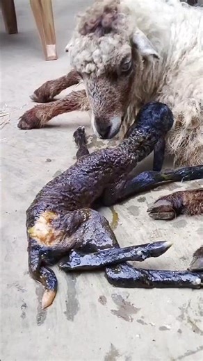 🌟🐑 বাস্তব ভেড়া ডেলিভারি | খামারের হৃদয় ছোঁয়া মুহূর্ত 🐑🌟