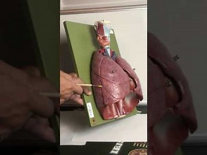 Respiratory Anatomy Video 5 Thoracic model