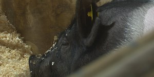 China Spring ISD hosts first livestock show for special ed students