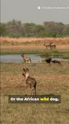 The Deadliest Hunters on Earth | Animals facts